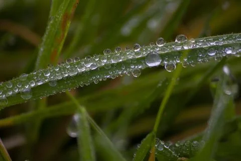 Dew drops on green grass Stock Photos
