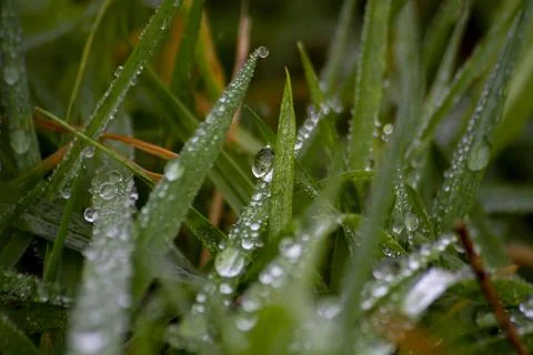 Dew drops on green grass Stock Photos