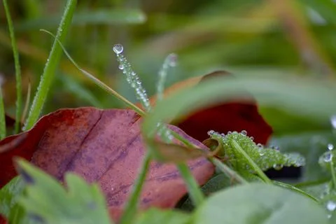 Dew drops on green grass Stock Photos