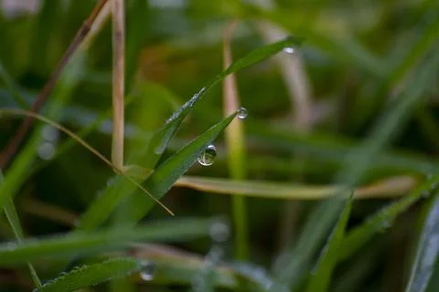 Dew drops on green grass Stock Photos