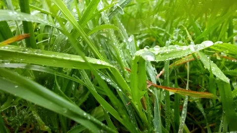 Dew drops on green grass sedge in the fall. Stock Footage 164274904