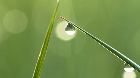 Dew drops on green grass. Shot with slider.  Vídeos de archivo 4701024