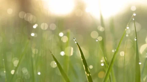 Dew drops on green grass. Shot with slider. II. Stock Footage 4702979