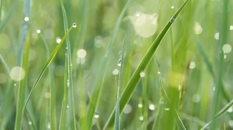 Dew drops on green grass. Shot with slider. III. Stock Footage 4705378