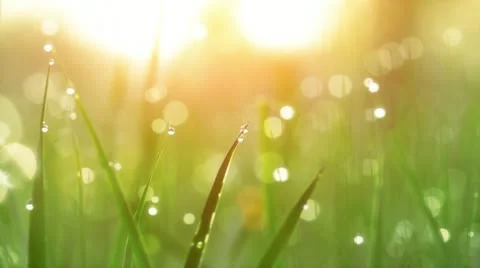 Dew Drops on Green Grass. Shot With Slider. Stock Footage