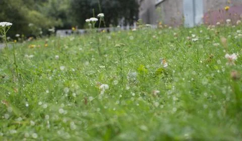 Dew drops on green grass1 Foto stock