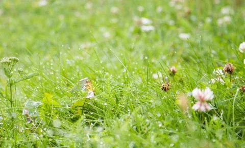 Dew drops on green grass1 Stock Photos