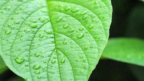 Dew Drops on Green Leaf Close Up Stock Footage 345645447