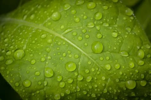 Dew drops on a green leaf, close-up Stock Illustration