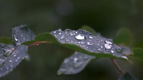 Dew Drops on Green Leaf. Stock Footage 306652797