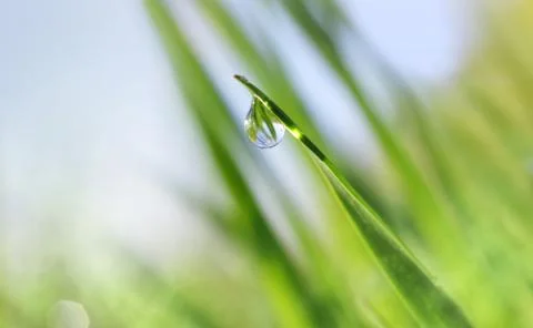 Dew drops on a green leaf of grass close up. Stock Photos