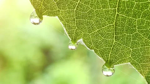 Dew Drops on Green Leaf Macro Stock-Footage 342210053