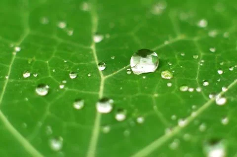 Dew drops on a green leaf Stock Photos