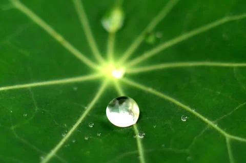 Dew drops on a green leaf Foto stock