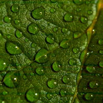 Dew drops on green leaf Stock Photos