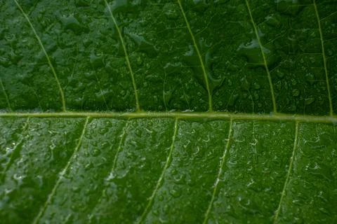 Dew Drops On A Green Leaf Stock Photos
