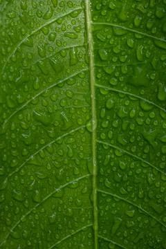 Dew Drops On A Green Leaf Stock Photos