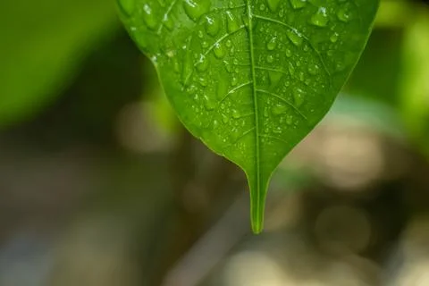 Dew Drops On A Green Leaf Stock Photos