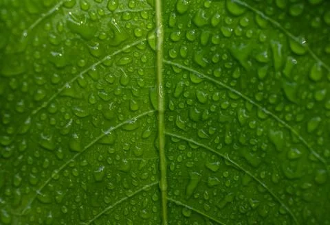 Dew Drops On A Green Leaf Stock Photos