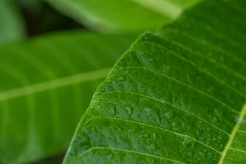 Dew Drops On A Green Leaf Stock Photos