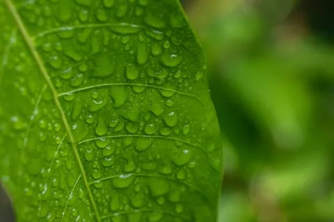 Dew Drops On A Green Leaf Stock Photos