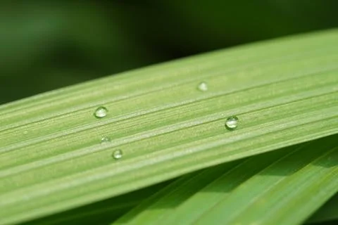 Dew drops on a green leaf Stock Photos