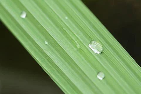 Dew drops on a green leaf Stock Photos