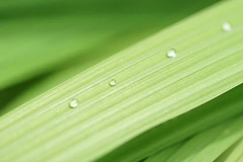 Dew drops on a green leaf Stock Photos