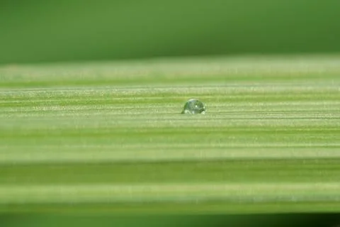 Dew drops on a green leaf Stock Photos