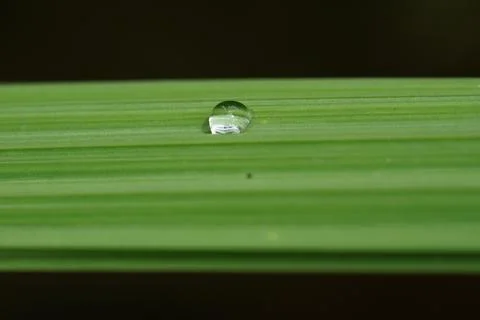 Dew drops on a green leaf Stock Photos