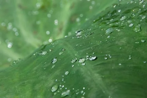 Dew Drops on Green Leaf Stock Photos
