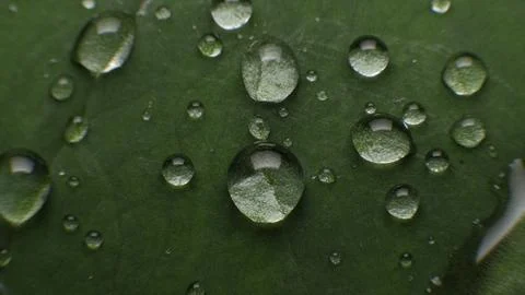 Dew Drops on Green Leaf Texture Stock Photos