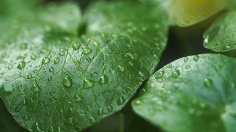 Dew drops on green leaves Video stock 75657376