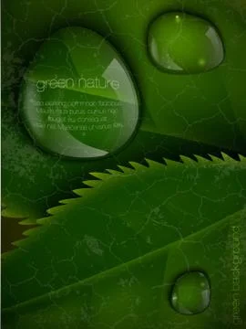 Dew drops on green leaves Stock Illustration