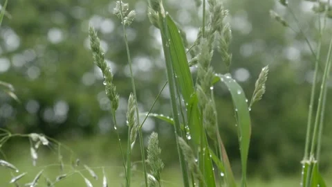 Dew Drops on Green Meadow Grass Stockbeeldmateriaal 334870830