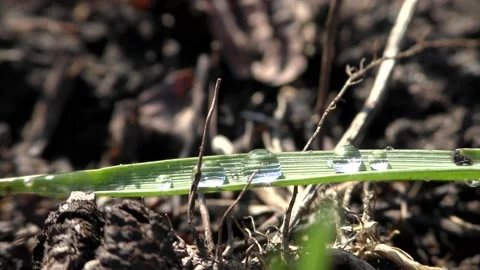 Dew drops on a green narrow leaf. Stock Footage 152521487