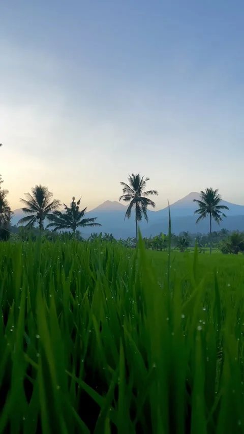 Dew Drops on Green Rice Leaves at Sunrise with Mountains in Bali 動画素材 343201324