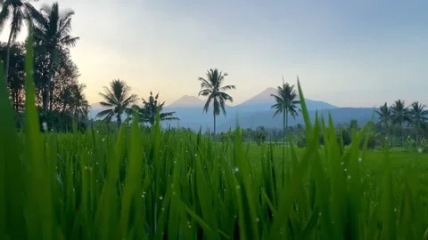 Dew Drops on Green Rice Leaves at Sunrise with Mountains in Bali Vídeo Stock 343201370