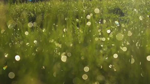 Dew drops on green succulent grass. Colorfully. Handsomely. Stock Footage 153754435