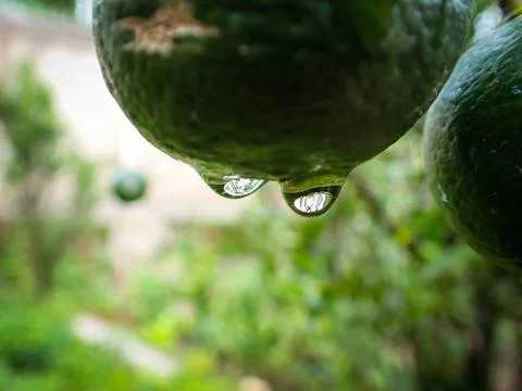 Dew drops hanging on oranges Stock Photos