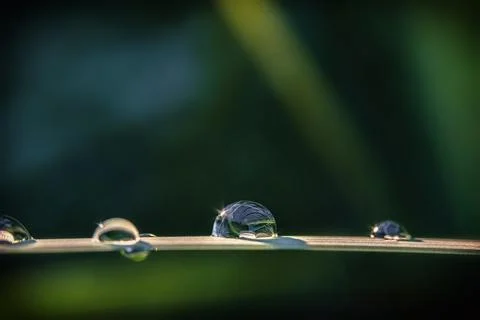 Dew drops with highlights on a green leaf. Selective, soft focus Stock Photos