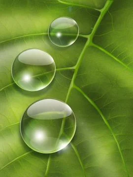 Dew drops Stock Illustration