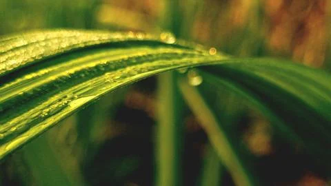 Dew drops isolated on sugarcane leaf in farm sunset Stock Photos