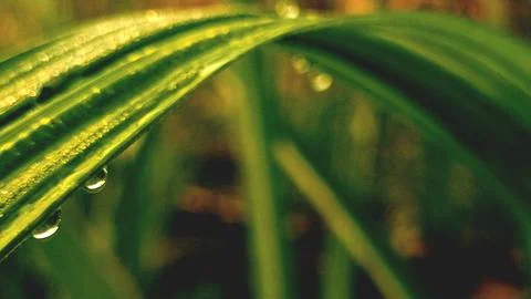 Dew drops isolated on sugarcane leaf in farm sunset Stock Photos
