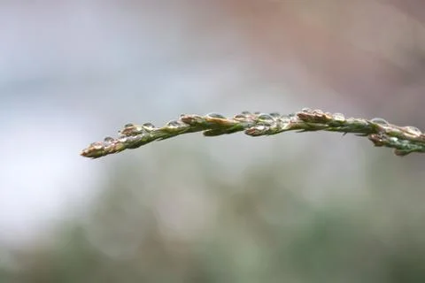 Dew Drops On Juniper Stock Photos