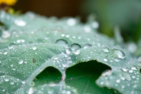 Dew Drops On Kale Leaf Stock Photos