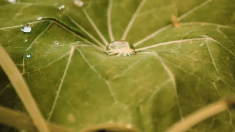 A Dew drops from a leaf after a rainy day at the lake Stock Footage 105687267