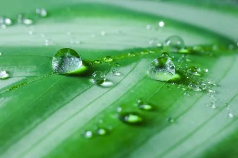 Dew drops on a leaf on a beautiful background close up Foto stock