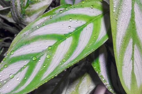 Dew drops on a leaf on a beautiful background close up Foto stock