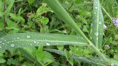 Dew drops on the leaf Stock Footage 38060402